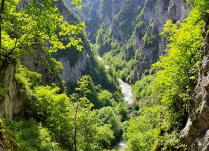 Grießbachklamm mit grünen Bäumen und fließendem Wasser.