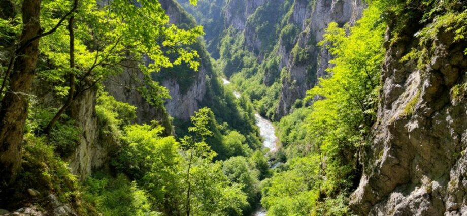 Grießbachklamm mit grünen Bäumen und fließendem Wasser.