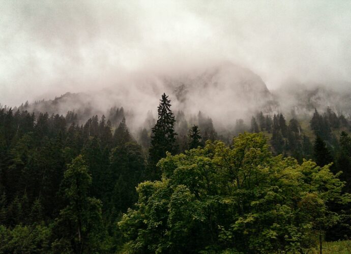 green trees covered with fogs