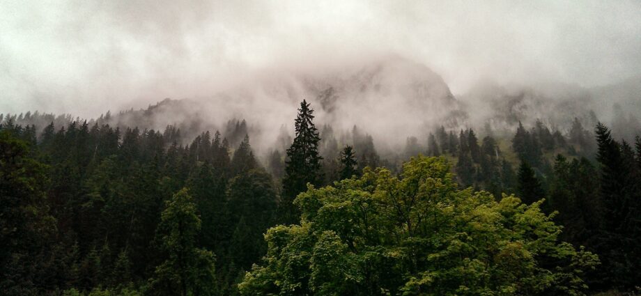 green trees covered with fogs